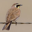 Horned Lark